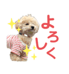 みんなかわんこの日常（個別スタンプ：24）