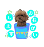 みんなかわんこの日常（個別スタンプ：30）
