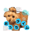みんなかわんこの日常（個別スタンプ：31）