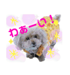 みんなかわんこの日常（個別スタンプ：33）