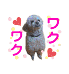 みんなかわんこの日常（個別スタンプ：34）