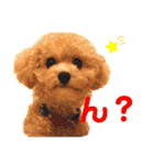 みんなかわんこの日常（個別スタンプ：36）