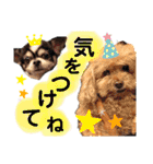 みんなかわんこの日常（個別スタンプ：37）