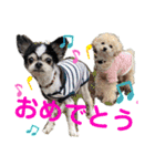 みんなかわんこの日常（個別スタンプ：39）