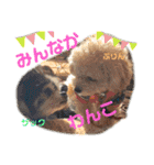 みんなかわんこの日常（個別スタンプ：40）
