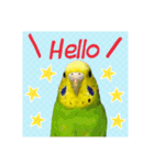 かわいい☆セキセイインコ☆（個別スタンプ：1）