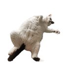 キジ白猫 白黒猫（個別スタンプ：1）