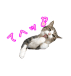 キジ白猫 白黒猫（個別スタンプ：2）