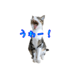 キジ白猫 白黒猫（個別スタンプ：3）