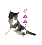 キジ白猫 白黒猫（個別スタンプ：4）