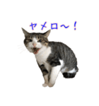 キジ白猫 白黒猫（個別スタンプ：5）