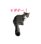 キジ白猫 白黒猫（個別スタンプ：6）