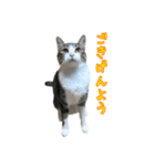 キジ白猫 白黒猫（個別スタンプ：7）