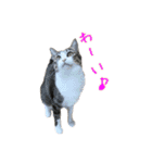 キジ白猫 白黒猫（個別スタンプ：8）