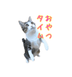 キジ白猫 白黒猫（個別スタンプ：10）