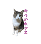 キジ白猫 白黒猫（個別スタンプ：11）
