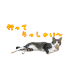 キジ白猫 白黒猫（個別スタンプ：13）