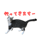 キジ白猫 白黒猫（個別スタンプ：14）