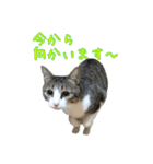 キジ白猫 白黒猫（個別スタンプ：16）