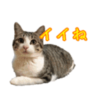 キジ白猫 白黒猫（個別スタンプ：17）