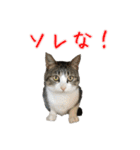 キジ白猫 白黒猫（個別スタンプ：18）