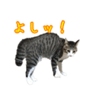 キジ白猫 白黒猫（個別スタンプ：19）