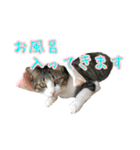 キジ白猫 白黒猫（個別スタンプ：21）