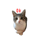 キジ白猫 白黒猫（個別スタンプ：22）