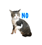キジ白猫 白黒猫（個別スタンプ：23）