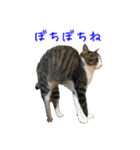 キジ白猫 白黒猫（個別スタンプ：24）