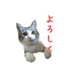 キジ白猫 白黒猫（個別スタンプ：26）