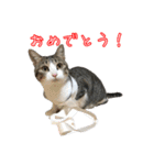 キジ白猫 白黒猫（個別スタンプ：27）