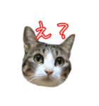 キジ白猫 白黒猫（個別スタンプ：29）