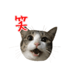 キジ白猫 白黒猫（個別スタンプ：30）