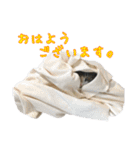 キジ白猫 白黒猫（個別スタンプ：31）