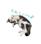 キジ白猫 白黒猫（個別スタンプ：33）