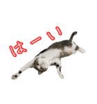 キジ白猫 白黒猫（個別スタンプ：35）