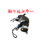 キジ白猫 白黒猫（個別スタンプ：36）