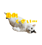 キジ白猫 白黒猫（個別スタンプ：37）