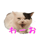 キジ白猫 白黒猫（個別スタンプ：38）