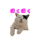 キジ白猫 白黒猫（個別スタンプ：39）