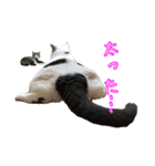 キジ白猫 白黒猫（個別スタンプ：40）
