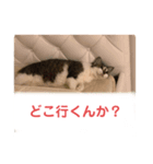 リボン様スタンプ（個別スタンプ：5）
