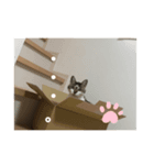リボン様スタンプ（個別スタンプ：6）
