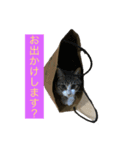 みおんちゃんの癒しスタンプ（個別スタンプ：7）