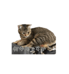 可愛い猫とハムスター2020（個別スタンプ：1）