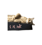可愛い猫とハムスター2020（個別スタンプ：3）