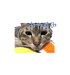 可愛い猫とハムスター2020（個別スタンプ：5）