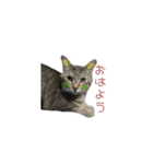 可愛い猫とハムスター2020（個別スタンプ：6）