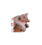 可愛い猫とハムスター2020（個別スタンプ：7）